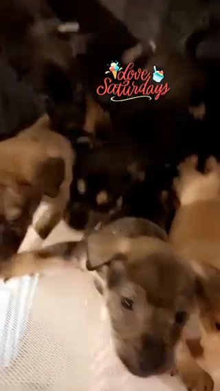 Puppies need a Home For Christmas! in Charlotte, North Carolina