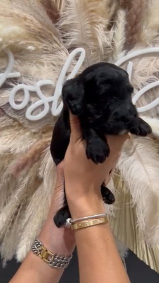 Mini Male goldendoodle in Houston, Texas