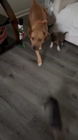 Mixed Breed Pups Need Homes in Charlotte, North Carolina