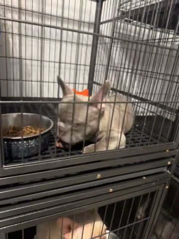 French Bulldogs TOP QUALITY in Haines City, Florida