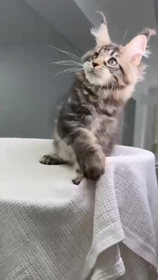 Maine Coon Reserved in Philadelphia, Pennsylvania