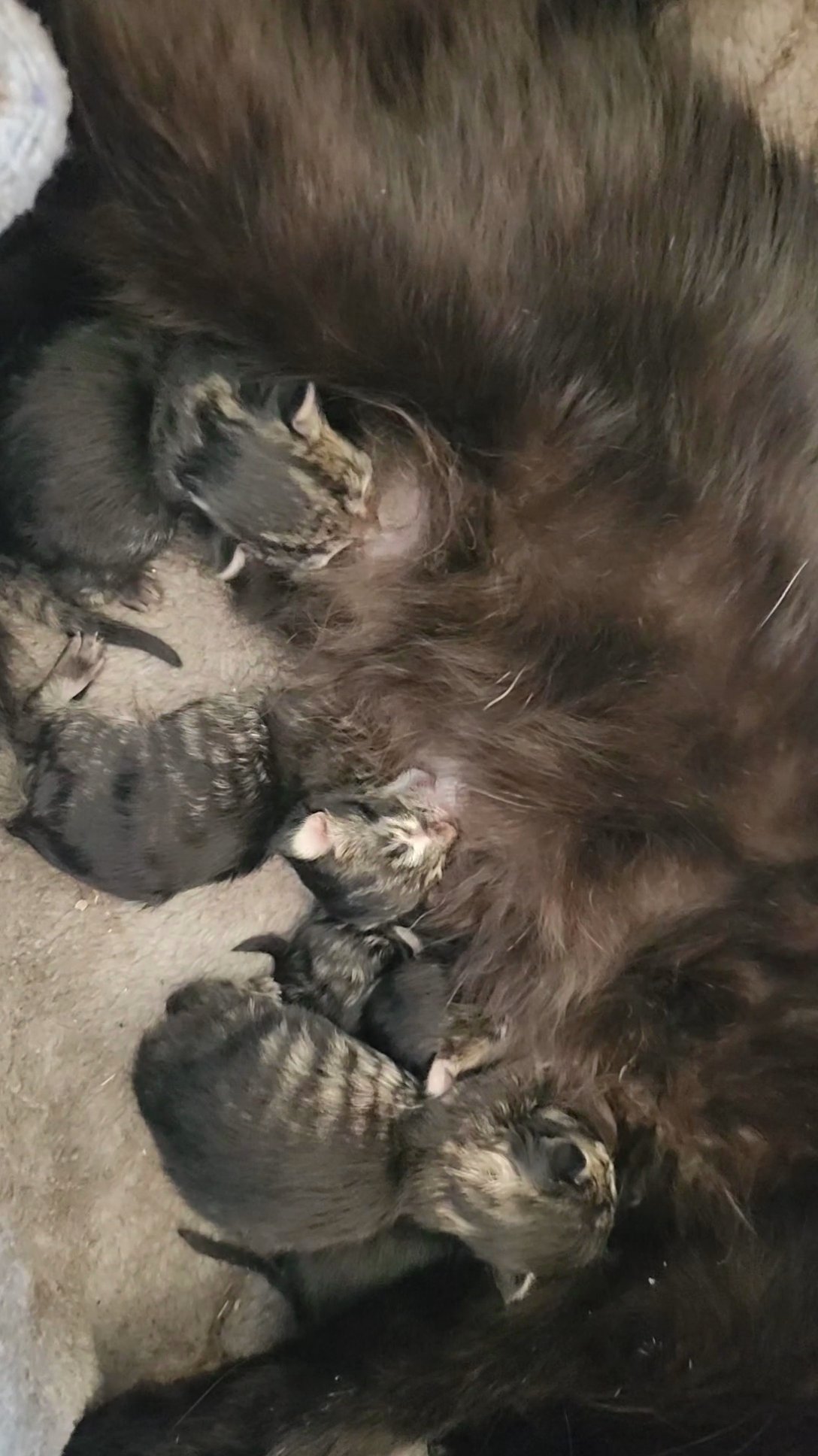Maine coon kittens! in Dallas, Texas