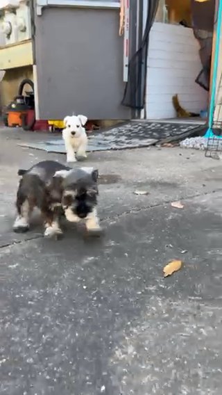 8 Week Male Mini Schnauzer in Houston, Texas