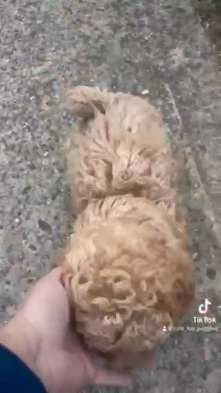 Toy Poodle in Charlotte, North Carolina