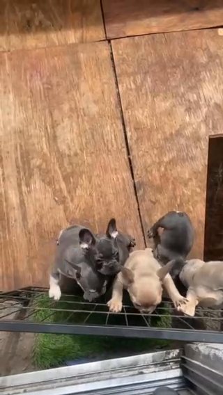 French Bulldog Puppies in Orlando, Florida
