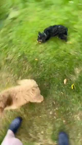 AKC Small Standard Poodles in Middletown, New York