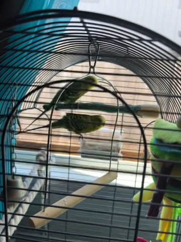 Two Male Parakeets in Springfield, Oregon