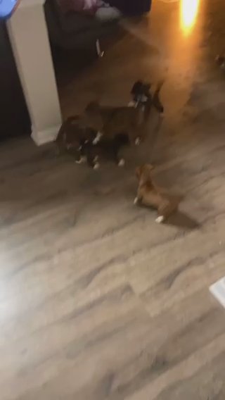 Pitbulls Presa canário in Houston, Texas