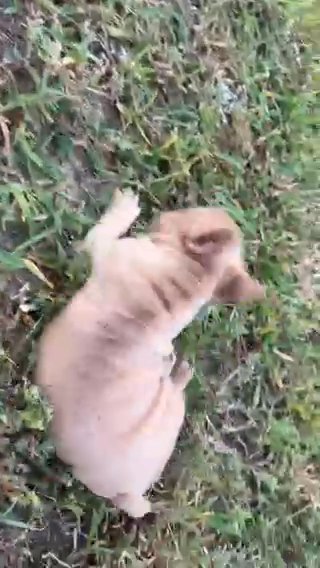 Micro Frenchies in Houston, Texas