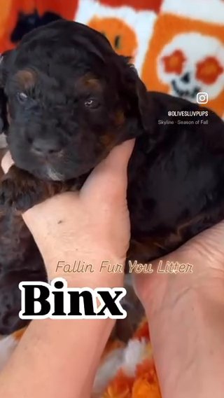 Unique breed! Tricolor Lovers! in Gilbert, Arizona