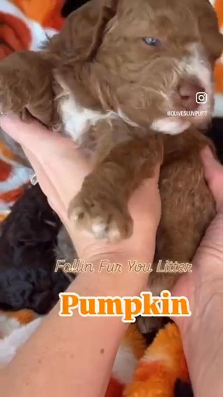 Blue Eyes! Cavapoo+mini Bernedoodle! in Gilbert, Arizona