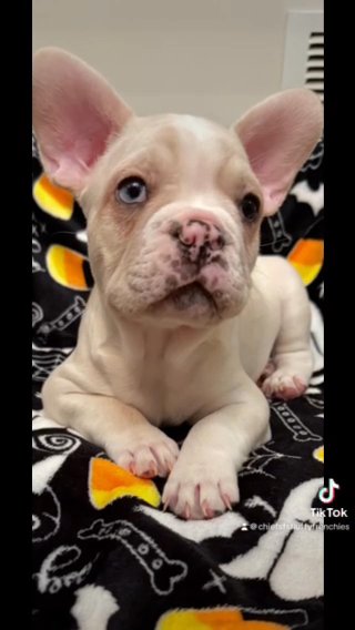 French Bulldogs Male & Female in Baltimore, Maryland