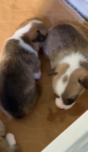 AKC Pembroke welsh Corgi puppies in Hickory, North Carolina