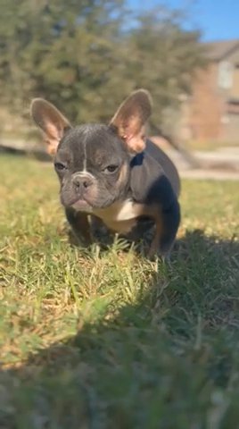 Minie French Bulldog in South Houston, Texas