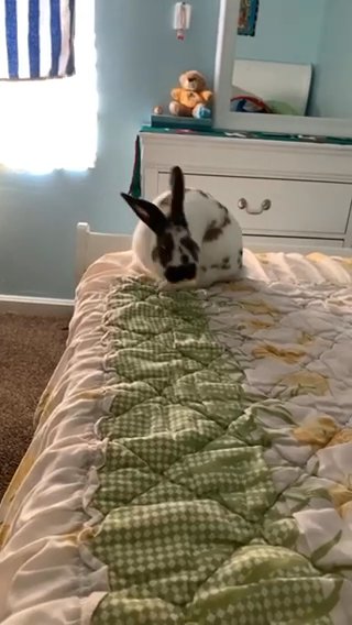 ?Cute English Spot Bunny For Sale? in Hyattsville, Maryland