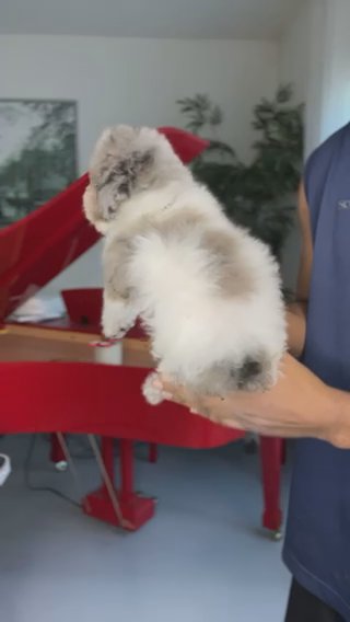 AKC Minuature Poodle (Iris) in Dallas, Texas