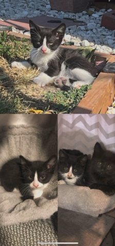 Free Kittens in Omaha, Nebraska