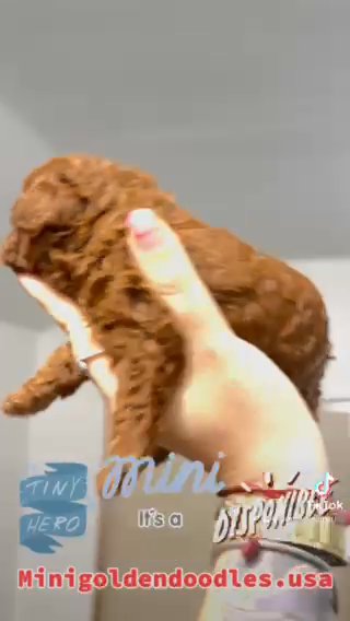 Male Mini Toy Goldendoodle in Miami, Florida