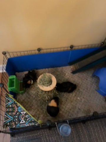 3 Free Guinea Pigs in Miramar, Florida