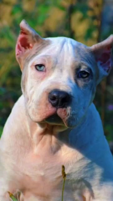 XL Bully Puppies in Graham, Washington