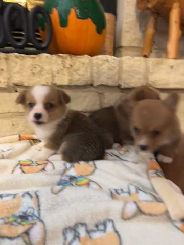 5 week Pembroke Welsh Corgis in Tahlequah, Oklahoma