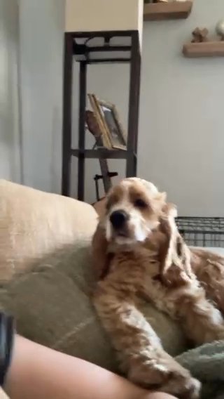 Cocker Spaniel Puppy in Springfield, Missouri