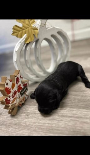 F1 Standard Labradoodle Black Female in Searcy, Arkansas