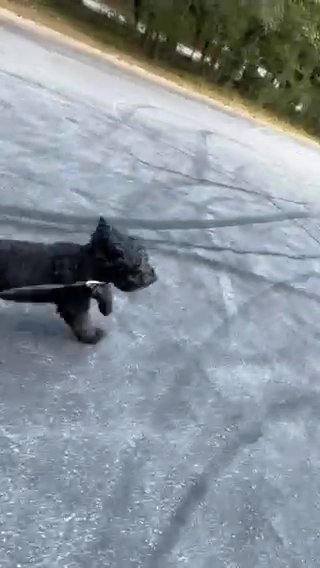 Standard Poodle in South Fulton, Georgia