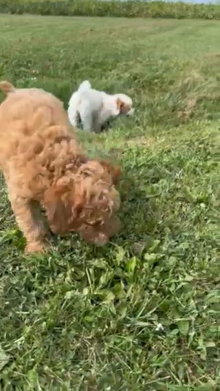 Mini AKC Poodles in Bloomington, Illinois