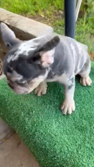 French Bulldog in Phoenix, Arizona