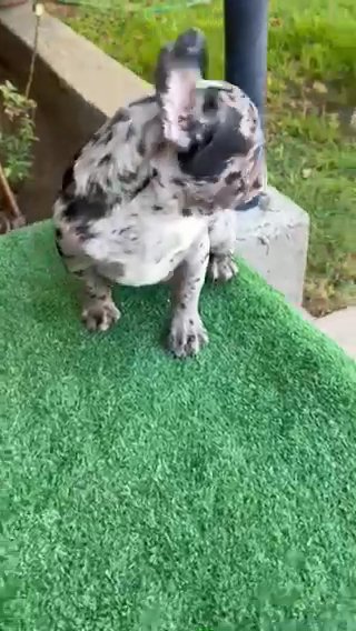 French Bulldog in Phoenix, Arizona