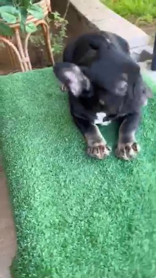 French Bulldog in Phoenix, Arizona