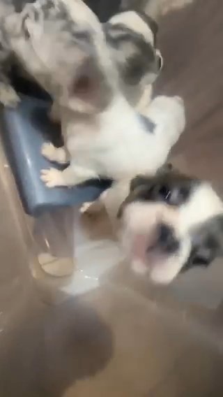 Fluffy French Bulldogs in Phoenix, Arizona