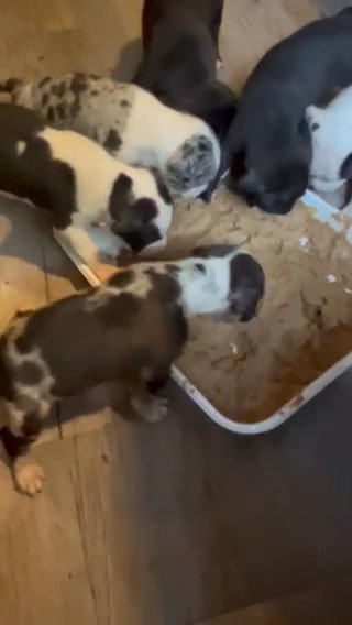 Puppy’s in Allentown, Pennsylvania