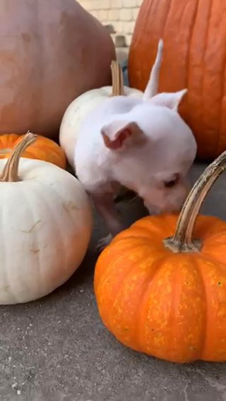 Chihuahua Puppy in San Antonio, Texas