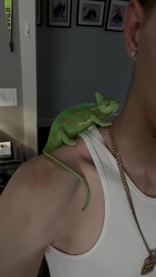 Veiled Chameleon Female in San Jose, California