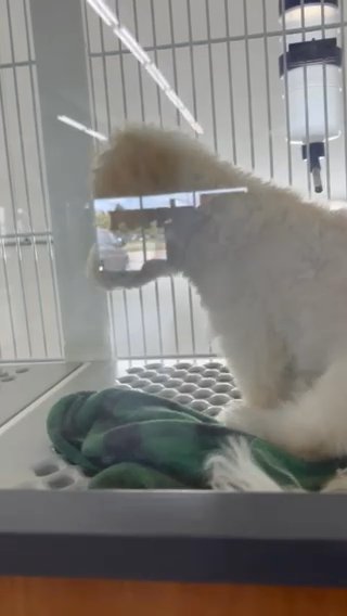 Conton Poddle (mello) in Indianapolis, Indiana