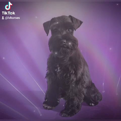 A'Lord Miniature Schnauzer in Athens, Alabama