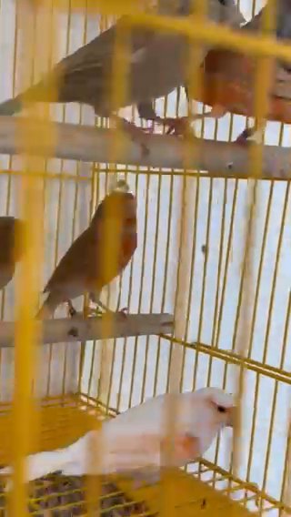 Canaries in Miami, Florida