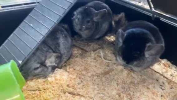 Chinchillas in Binghamton, New York