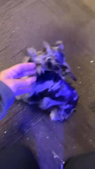 Blue Merle Schnauzer in Binghamton, New York