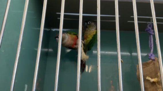 Green Cheek Conure in Binghamton, New York