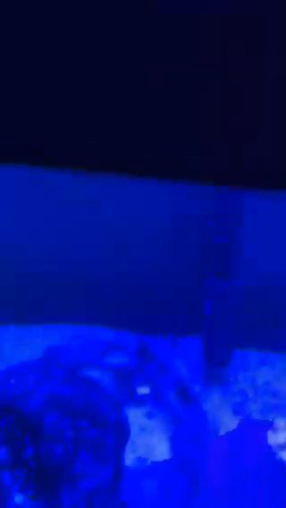 Bamboo Shark in Binghamton, New York