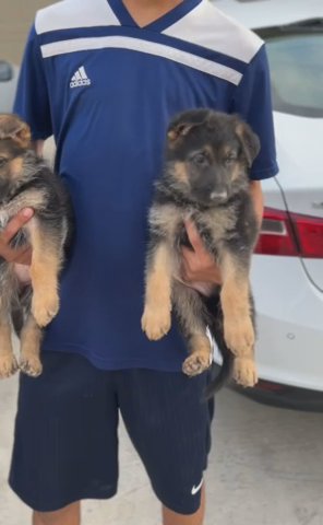 Akc German Shepherd Puppies in Albuquerque, New Mexico