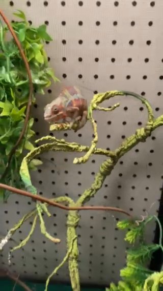 Male Panther Chameleon in Binghamton, New York