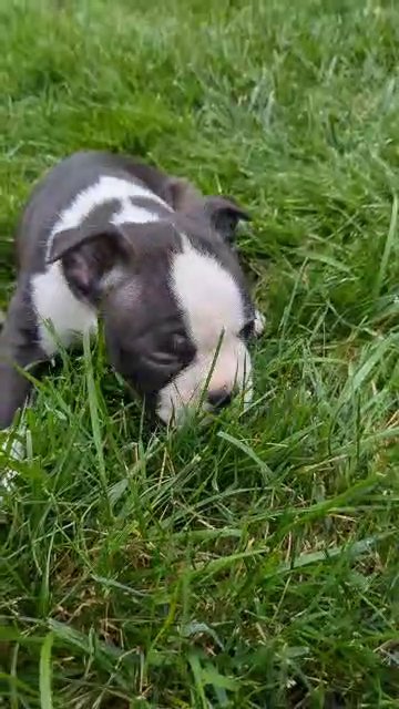 Sabrina (Boston Terrier) in Goshen, Indiana