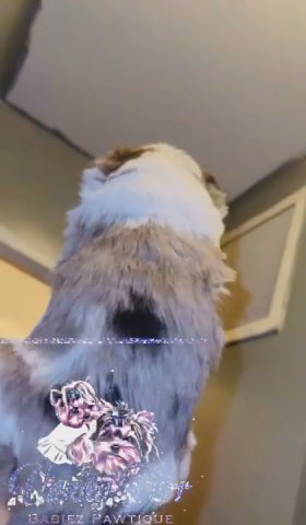 Exoctic yorkie (SOLD) in Iselin, New Jersey