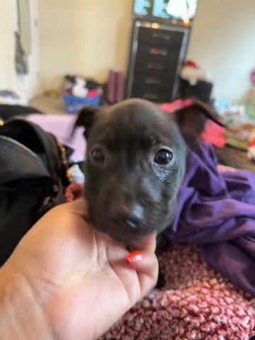 Lily Needs A Home! in Charlotte, North Carolina