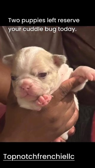 Frenchie in Baton Rouge, Louisiana