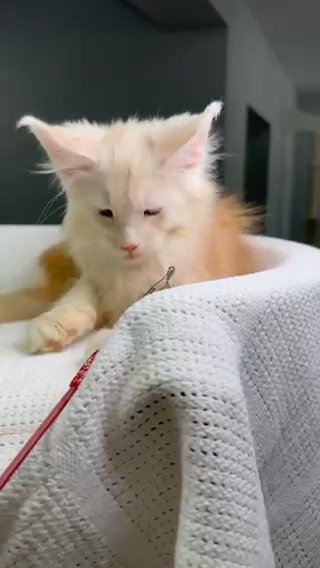 Maine Coon Matthew Sold in Philadelphia, Pennsylvania